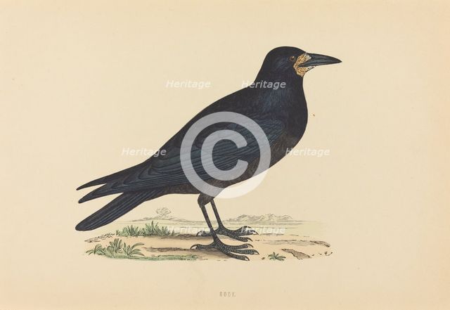 Rook. Creator: Unknown.