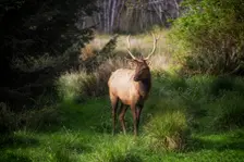 Roosavelt Elk. Creator: Joshua Johnston