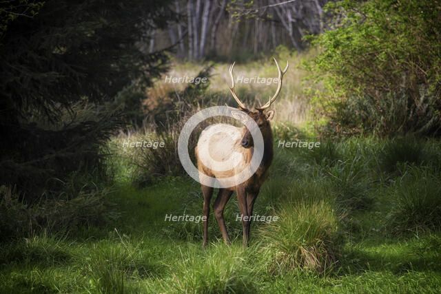 Roosavelt Elk. Creator: Joshua Johnston.