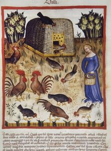 Roosters, 14th century. Creator: Unknown