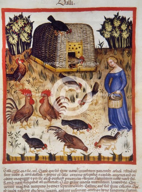 Roosters, 14th century.  Creator: Unknown.