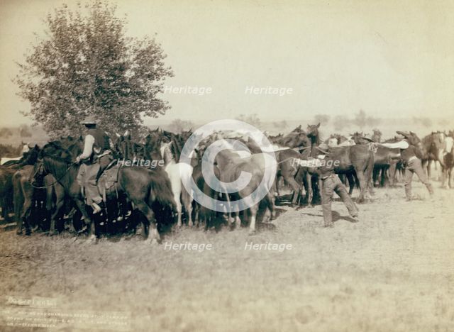 Roping and changing scene at --T Camp on round up of --T 999 --S & G, AUT..., between 1887 and 92. Creator: John C. H. Grabill.