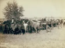 Roping and changing scene at --T Camp on round up of --T 999 --S & G, AUT..., between 1887 and 92. Creator: John C. H. Grabill