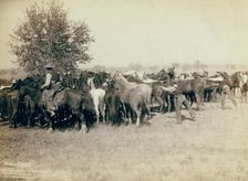 Roping and changing scene at --T Camp on round up of --T 999 --S & G, AUT..., between 1887 and 92. Creator: John C. H. Grabill