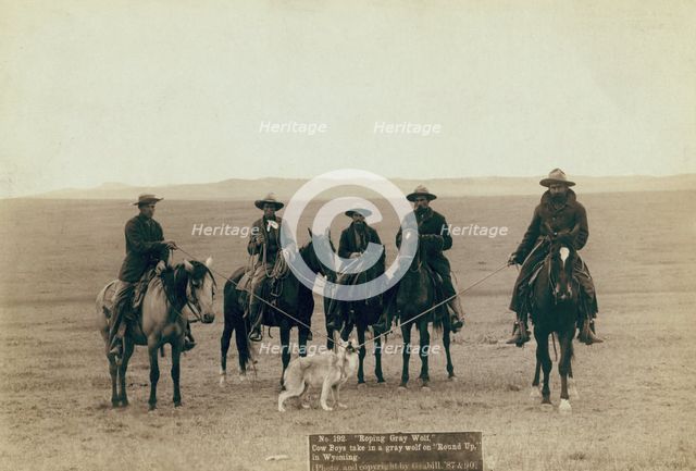 Roping gray wolf, Cowboys take in a gray wolf on "Round up," in Wyoming, 1887. Creator: John C. H. Grabill.