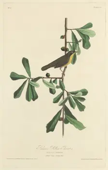 Roscoe's Yellow Throat, 1827. Creator: Robert Havell