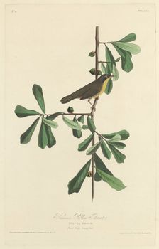 Roscoe's Yellow Throat, 1827. Creator: Robert Havell