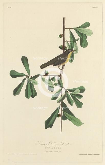 Roscoe's Yellow Throat, 1827. Creator: Robert Havell.