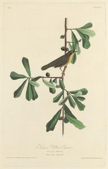 Roscoe's Yellow Throat, 1827. Creator: Robert Havell