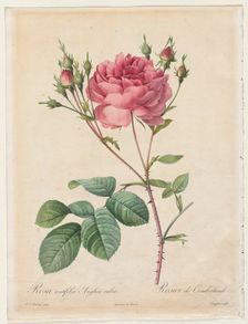 Rosa Centifolia Anglica Rubra, 1817-1824. Creator: Henry Joseph Redouté (French, 1766-1853)