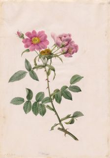 Rosa Collina Monsoniana, 1817-1824. Creator: Henry Joseph Redouté (French, 1766-1853)