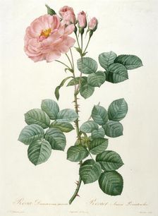 Rosa Damascena aurora, Rosier Aurore Poniatowska (From La Couronne de roses), 1817-1824. Creator: Redouté, Pierre-Joseph (1759-1840)