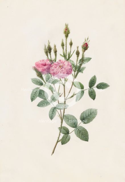 Rosa Pomponiana Muscosa, 1817-1824. Creator: Henry Joseph Redouté (French, 1766-1853).