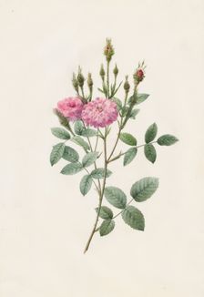 Rosa Pomponiana Muscosa, 1817-1824. Creator: Henry Joseph Redouté (French, 1766-1853)
