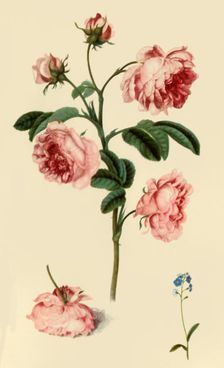 Rosa Provincialis and Forget-Me-Not c1680, (1946). Creator: Alexander Marshal