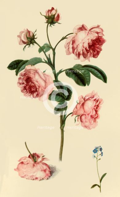 'Rosa Provincialis and Forget-Me-Not', c1680, (1946).  Creator: Alexander Marshal.