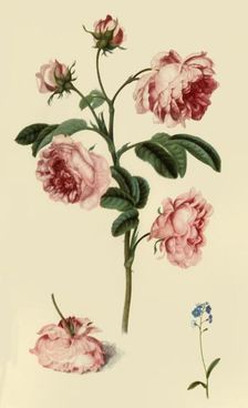Rosa Provincialis and Forget-Me-Not c1680, (1946). Creator: Alexander Marshal