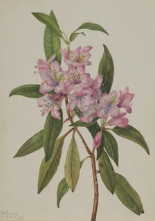 Rose-Bay Rhododendron (Rhododendron carolinianum), 1932. Creator: Mary Vaux Walcott