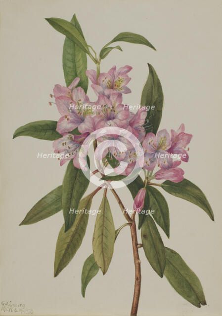 Rose-Bay Rhododendron (Rhododendron carolinianum), 1932. Creator: Mary Vaux Walcott.