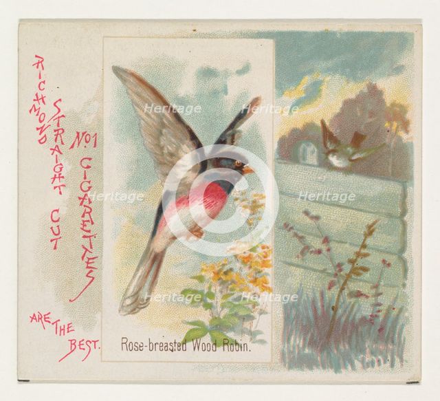 Rose-breasted Wood Robin, from the Song Birds of the World series (N42) for Allen & Ginter..., 1890. Creator: Allen & Ginter.