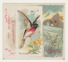 Rose-breasted Wood Robin, from the Song Birds of the World series (N42) for Allen & Ginter..., 1890. Creator: Allen & Ginter