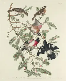 Rose-breasted Grosbeak, 1832. Creator: Robert Havell