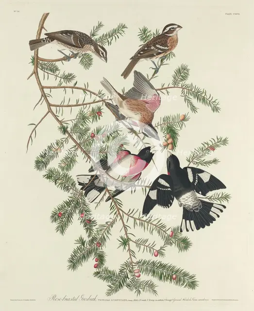 Rose-breasted Grosbeak, 1832. Creator: Robert Havell.