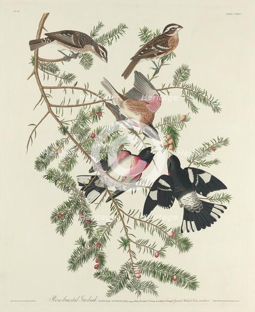Rose-breasted Grosbeak, 1832. Creator: Robert Havell.