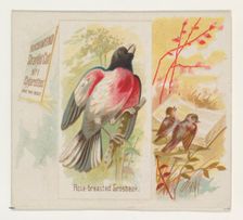 Rose-breasted Grosbeak, from the Song Birds of the World series (N42) for Allen & Ginter C..., 1890. Creator: Allen & Ginter
