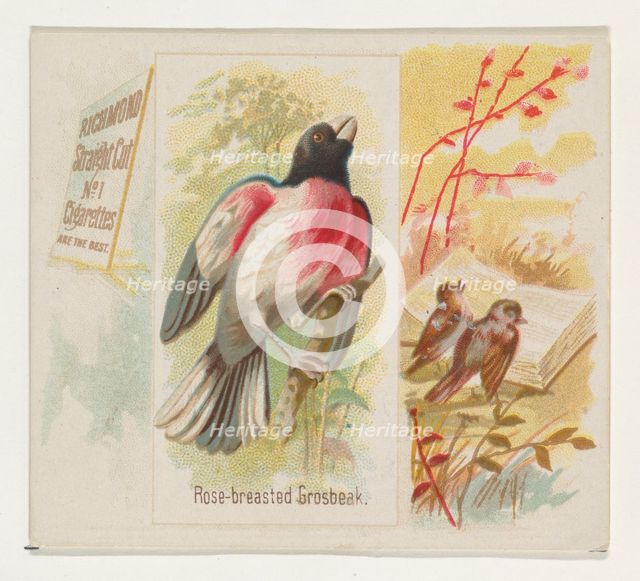 Rose-breasted Grosbeak, from the Song Birds of the World series (N42) for Allen & Ginter C..., 1890. Creator: Allen & Ginter.