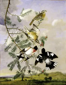 Rose-Breasted Grosbeak, mid-late 19th century. Creator: Joseph Bartholomew Kidd