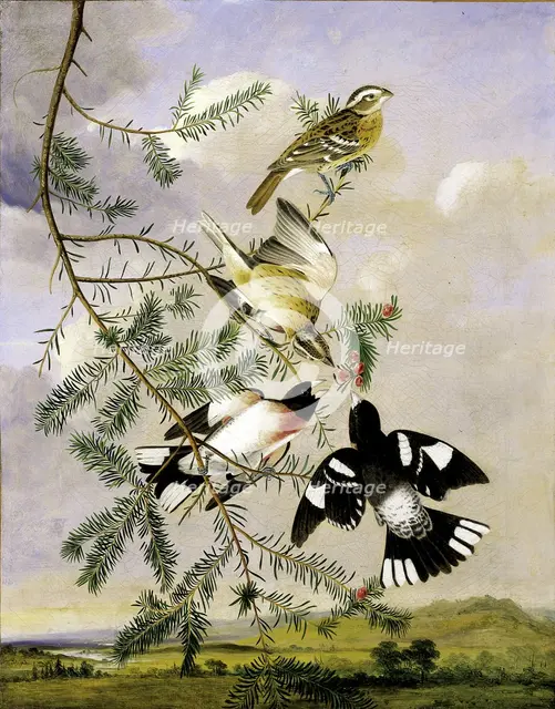 Rose-Breasted Grosbeak, mid-late 19th century. Creator: Joseph Bartholomew Kidd.