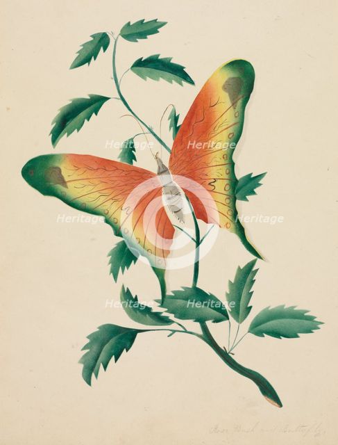 Rose Bush and Butterfly. Creator: Mary Altha Nims (American, 1817-1907).