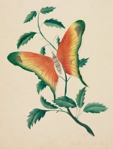 Rose Bush and Butterfly. Creator: Mary Altha Nims (American, 1817-1907)