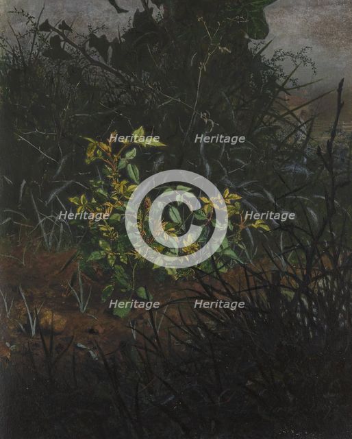 Rose Bush in a Thicket, 1865. Creator: Leon Bonvin.