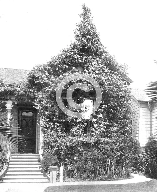 Rose Cottage, South Spring Street, Los Angeles, California, USA, c1900. Creator: Unknown.