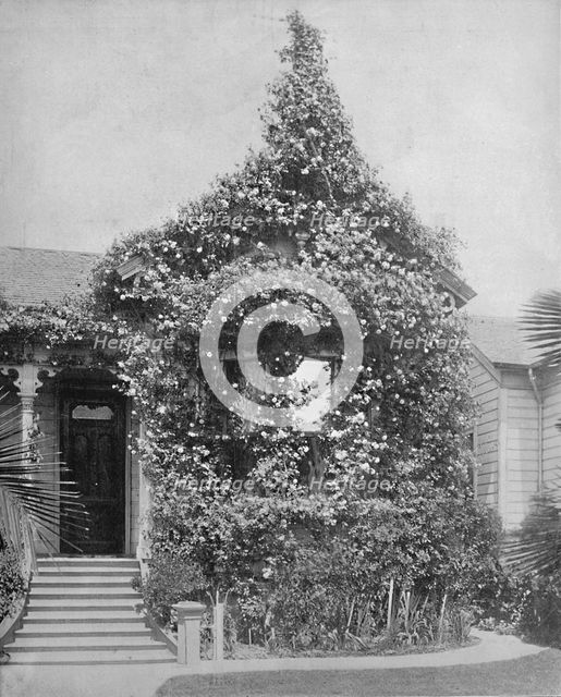 'Rose Cottage, South Spring Street, Los Angeles, California', c1897. Creator: Unknown.