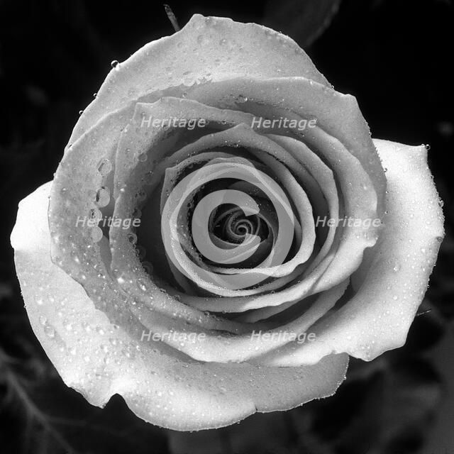 Rose. Creator: Tom Artin.