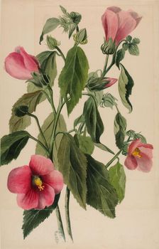 Rose Gentian (Sabbatia angularis), 1880. Creator: Mary Vaux Walcott