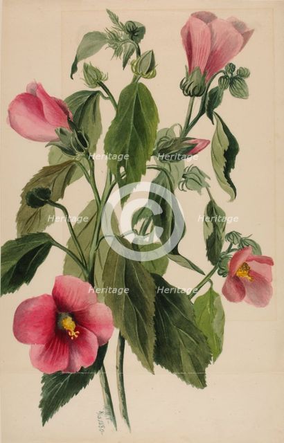 Rose Gentian (Sabbatia angularis), 1880. Creator: Mary Vaux Walcott.