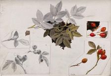 Rose hips and leaves, c1900s. Creator: Unknown