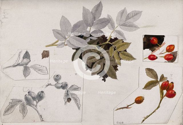 Rose hips and leaves, c1900s. Creator: Unknown.