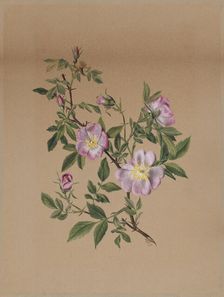 Rose Mallow (Hibiscus moscheutos), 1878. Creator: Mary Vaux Walcott