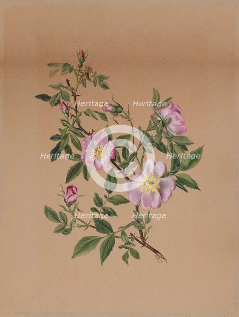 Rose Mallow (Hibiscus moscheutos), 1878. Creator: Mary Vaux Walcott.