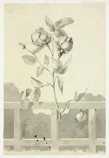 Rose, n.d. Creator: Pierre Antoine Mongin