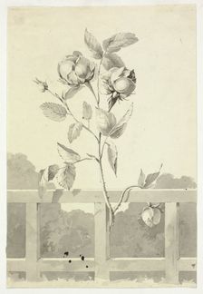 Rose, n.d. Creator: Pierre Antoine Mongin