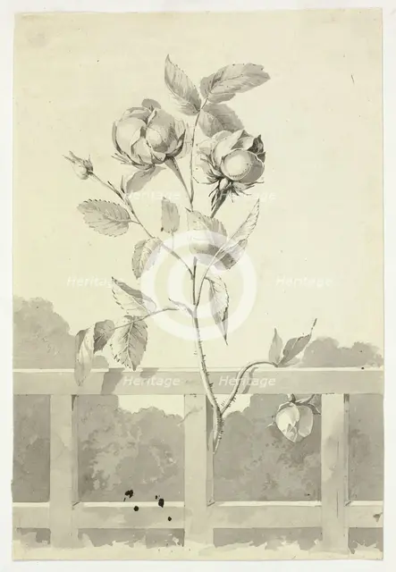 Rose, n.d. Creator: Pierre Antoine Mongin.