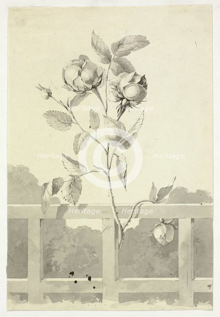 Rose, n.d. Creator: Pierre Antoine Mongin.