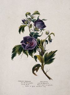 Rose-of-Sharon (Hibiscus syriacus): flowering stem, (c1850?). Creator: Unknown