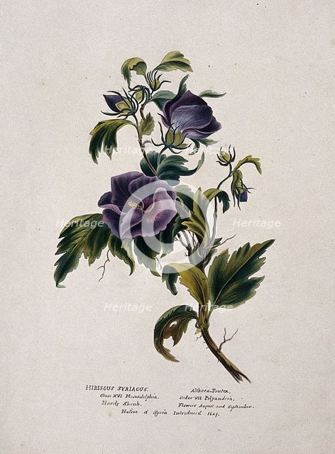 Rose-of-Sharon (Hibiscus syriacus): flowering stem, (c1850?). Creator: Unknown.